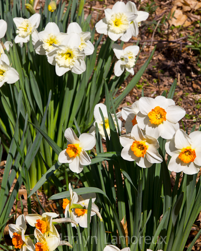 Daffodils at Minnesota Landscape Arboretum