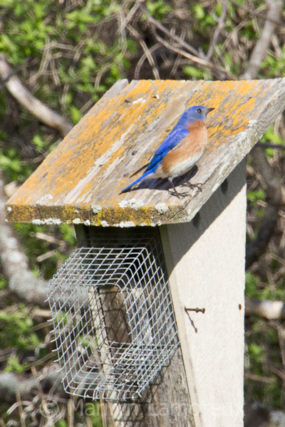 Bluebird