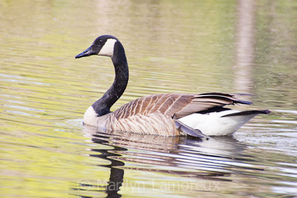 Canada Goose