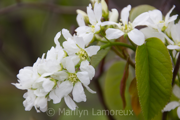 Spring Blossoms