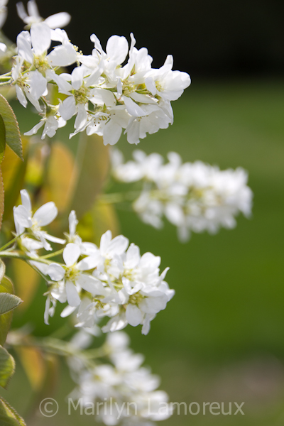 White flowers