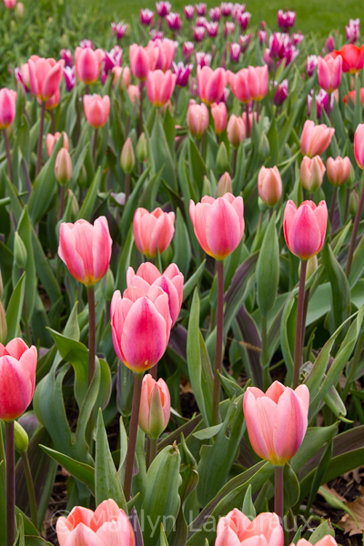 Tulips