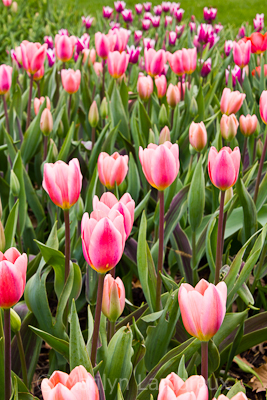 Pink and Red Tulips