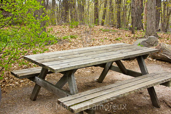 Picnic Table in the woods