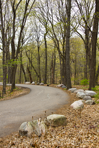 Road through the woods