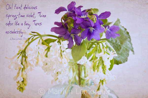 Wild Violets and White Lilacs