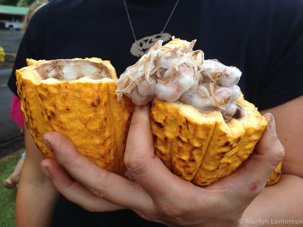 Hawaiian Coffee and Cacao Farm