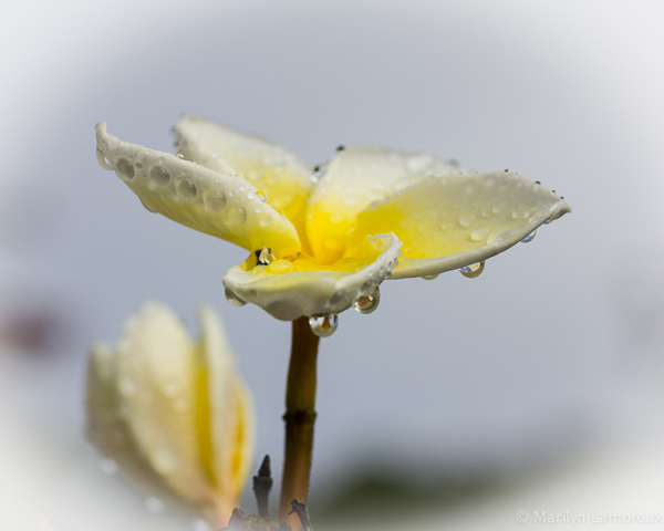 Plumeria Blossoms After the Rain