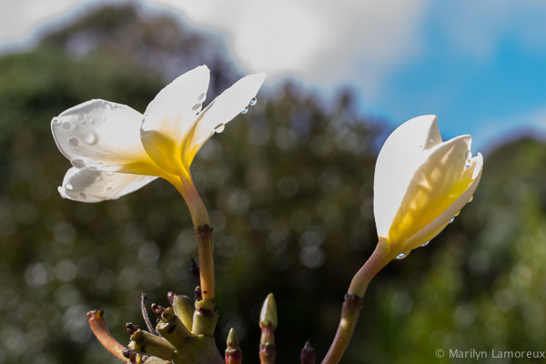 Another View of Plumeria Blossoms