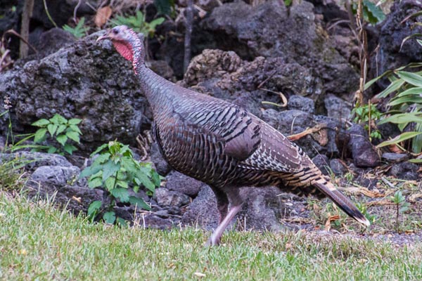 Wild Turkeys Wandered Through the Yard Where I'm Staying