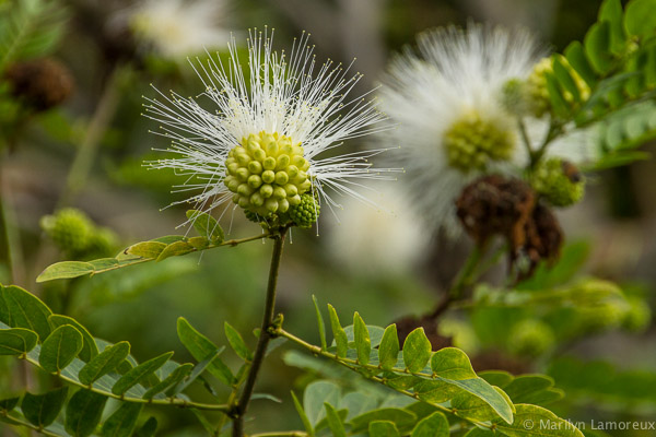 Bloom where you are planted