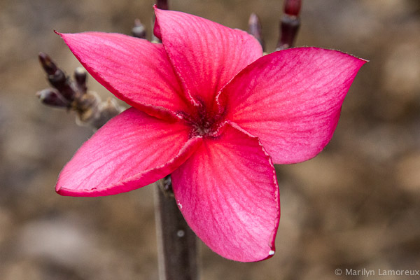 Bloom where you are planted