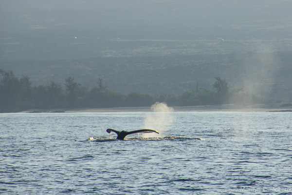 Whale Watch