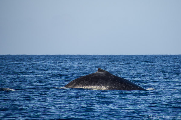 Whale Watch