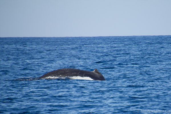 Whale Watch