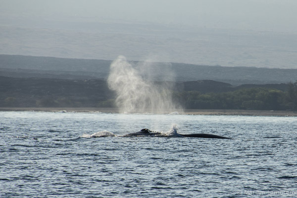 Whale Watch