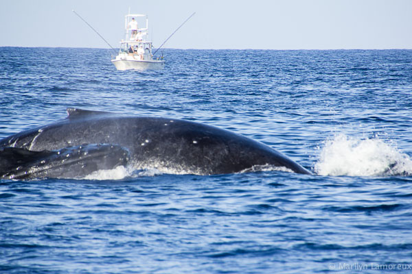 Whale Watch