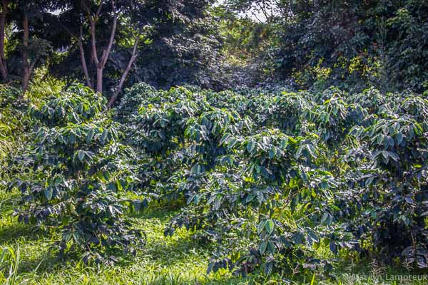 Hawaiian Coffee and Cacao Farm