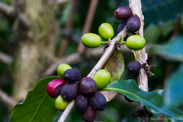 Hawaiian Coffee and Cacao Farm