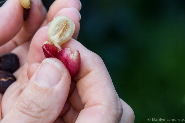 Hawaiian Coffee and Cacao Farm