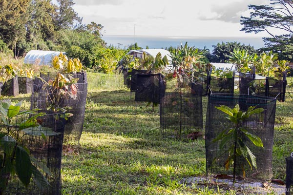 Hawaiian Coffee and Cacao Farm