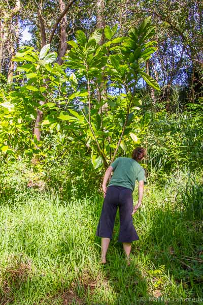 Hawaiian Coffee and Cacao Farm