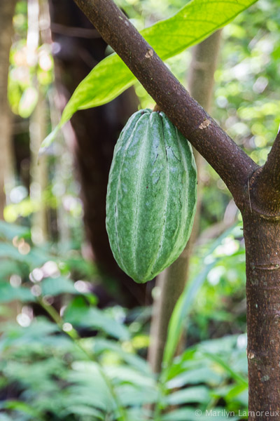 Hawaiian Coffee and Cacao Farm