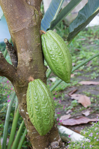 Hawaiian Coffee and Cacao Farm