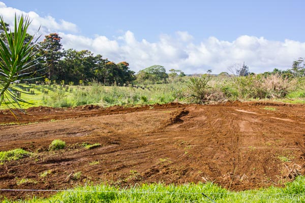 Hawaiian Coffee and Cacao Farm