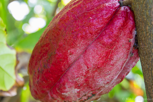 Hawaiian Coffee and Cacao Farm