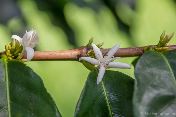 Hawaiian Coffee and Cacao Farm