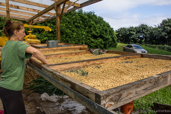 Hawaiian Coffee and Cacao Farm