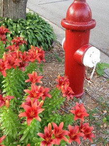 Lilies and Fire Hydrant (across the street from my daughter's house)