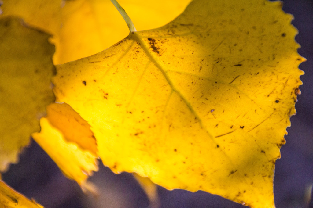 Gold cottonwood leaves