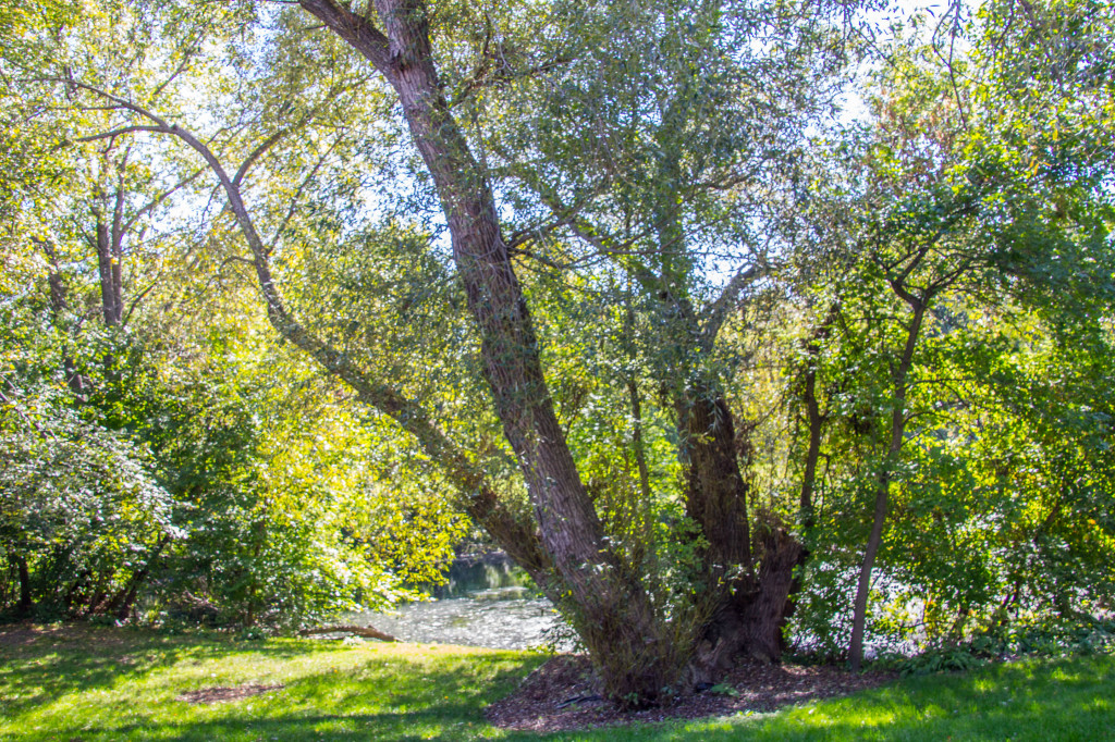 Big old willow tree has started undressing for fall