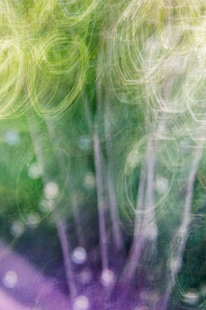 Playing with camera movement - trees, light swirls