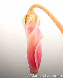 Bud unfurling