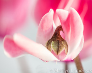 Bud popped open! TA-DA!