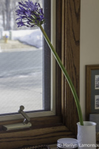 Agapanthus in front of kitchen window