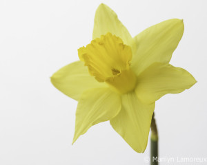 Entire flower in the photo with a little bit of white space on edges.