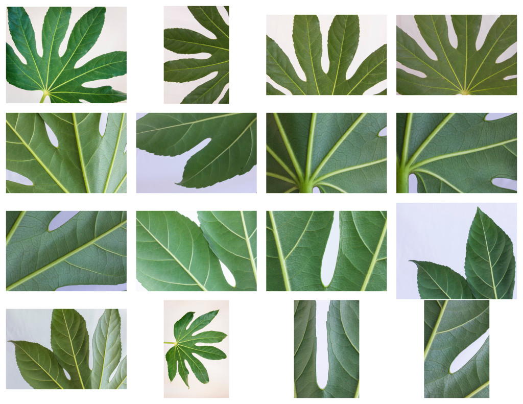 Leaves