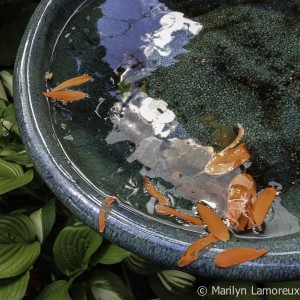 Birdbath with reflections and flower petals (iPhone photo)