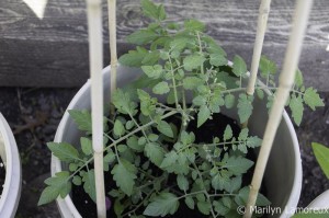 Container tomato plant