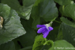 Wild Violets bloom in the park area next to our back yard