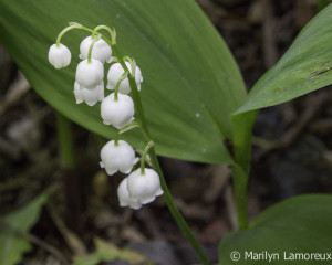 Lily of the Valley in back yard