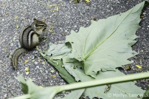 Hungry chipmunk let me get quite close