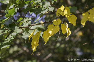 Green and gold