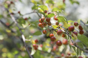 Crab apple time