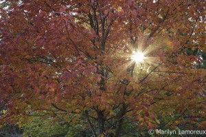 Bright tree with sun starburst at Gooseberry Falls State Park