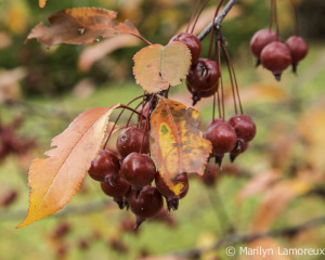 Crab Apples